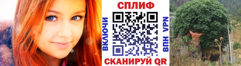 Каннабис планчик Ачхой-Мартан